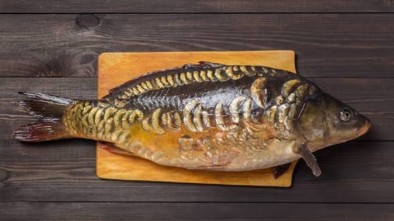 Çine Topçam Alabalık’ta Canlı Aynalı Sazan Sadece 250 TL!